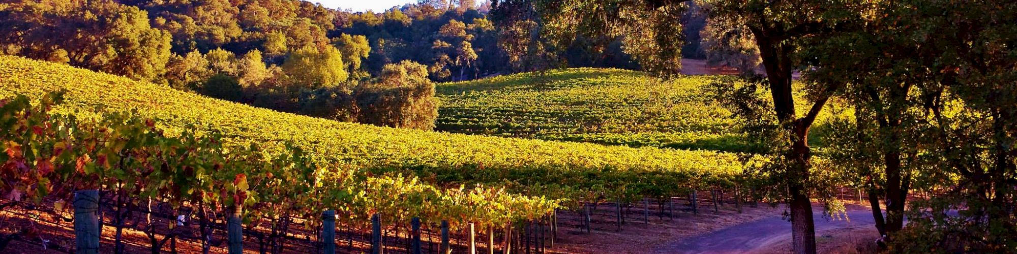 Sonoma Wine Country Events