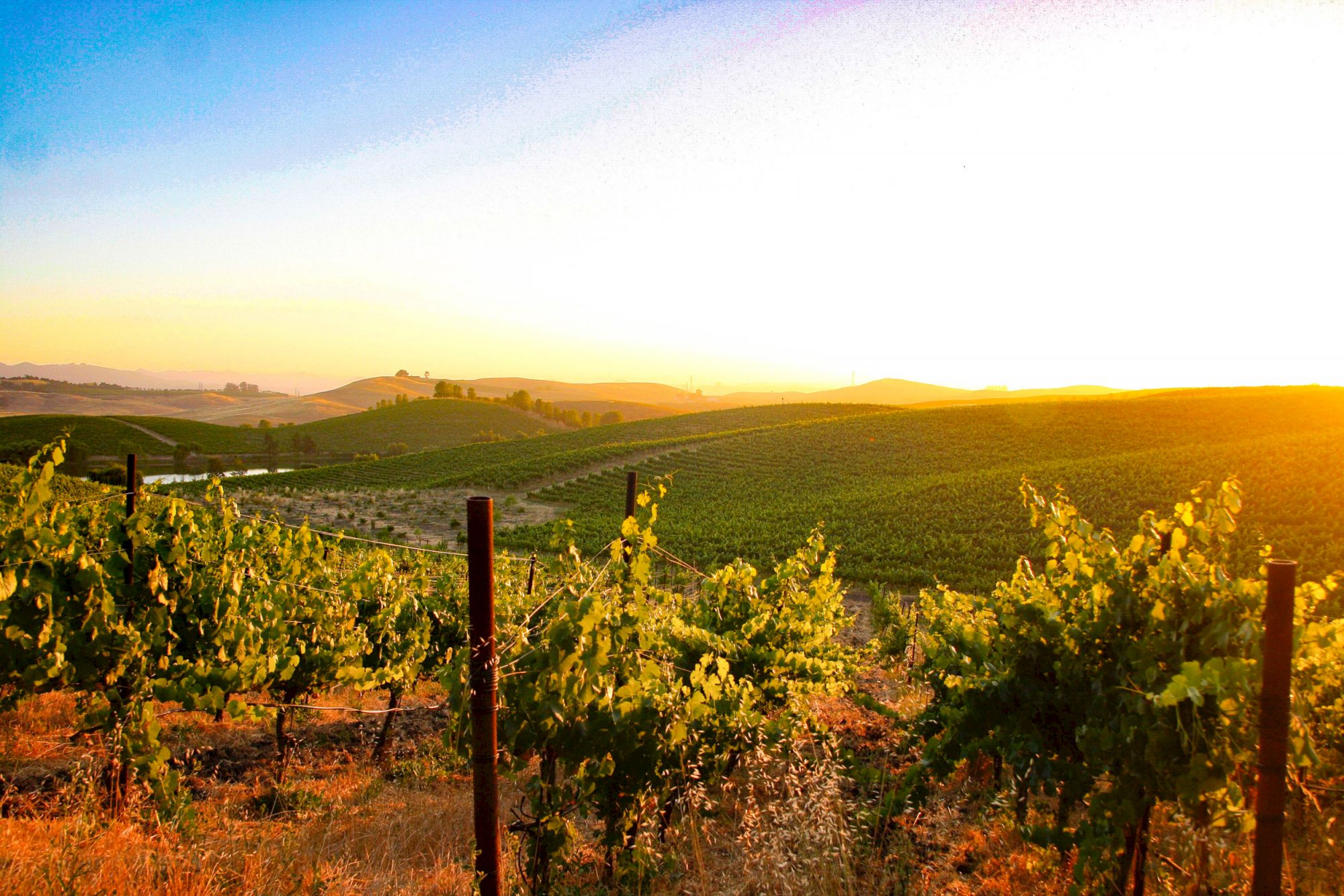 Sonoma Wine Country Events
